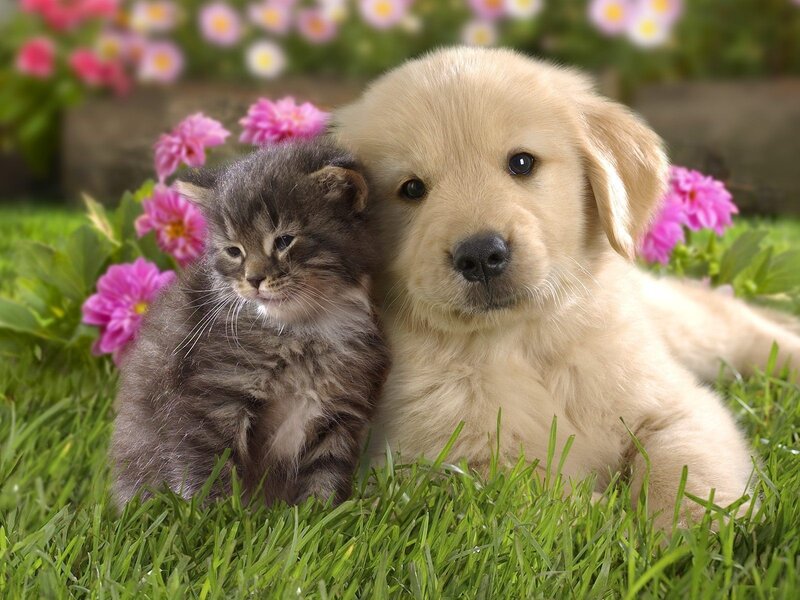 puppy and kitten in flowers
