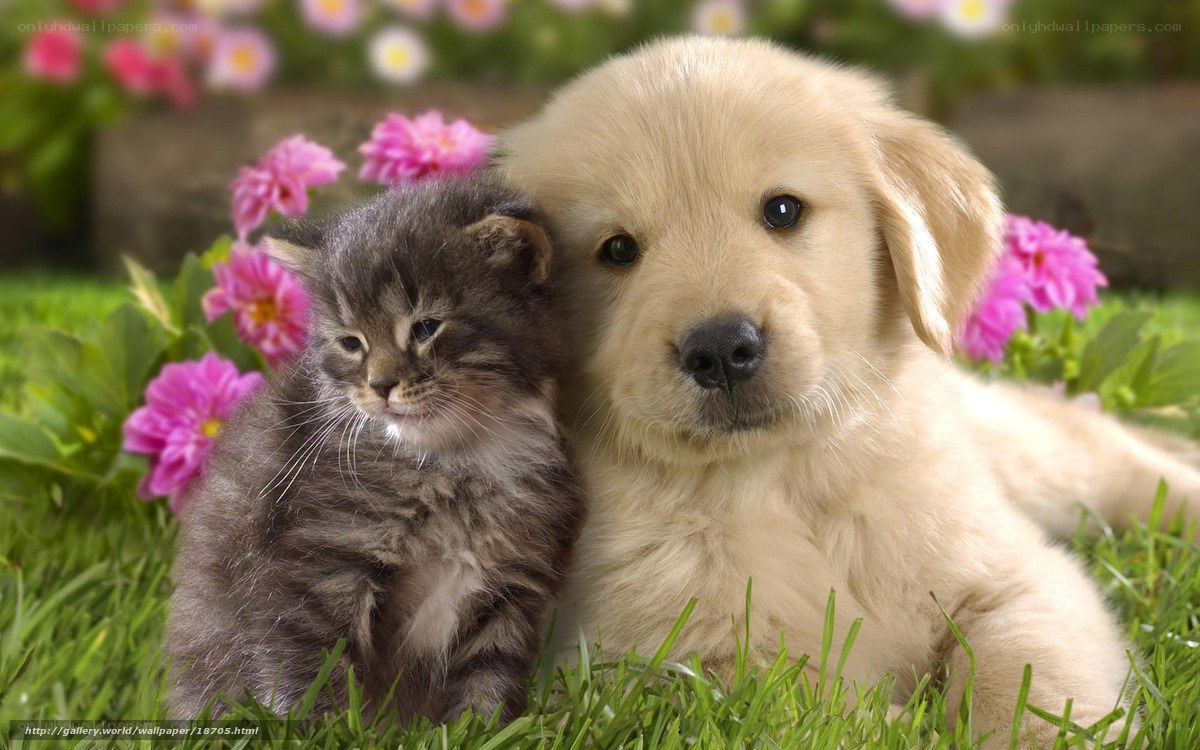 Puppy and kitten in flowers