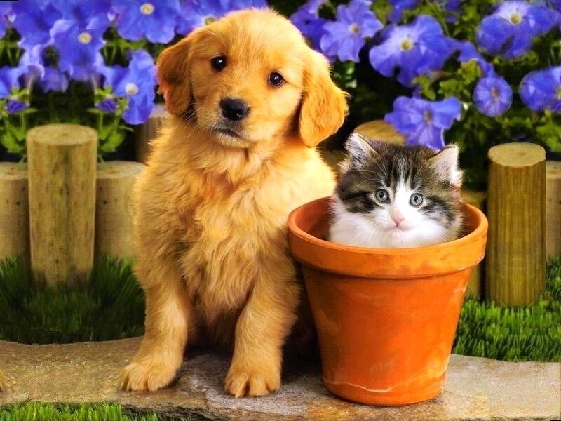 puppy and kitten in garden