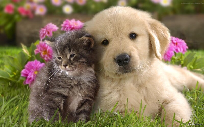 puppy and kitten in garden