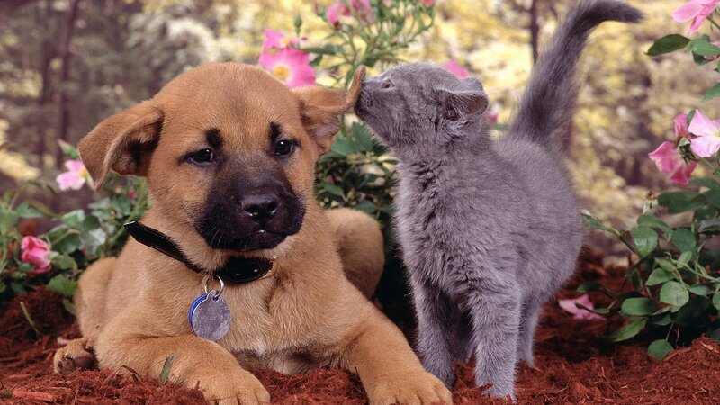 puppy and kitten in garden