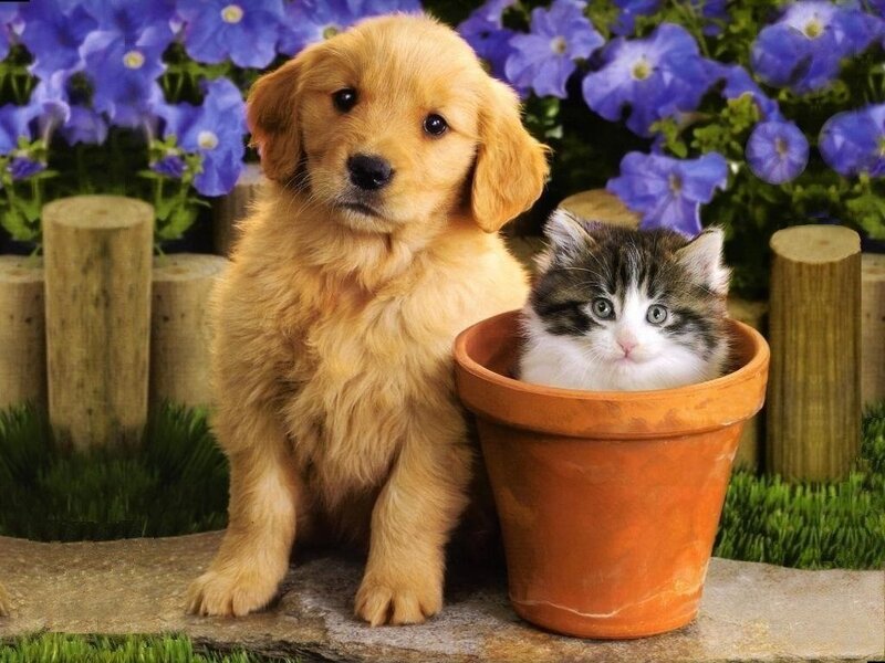 puppy and kitten in garden