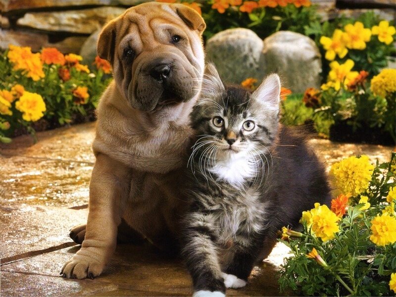 puppy and kitten in garden