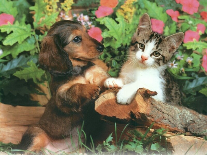 puppy and kitten in garden