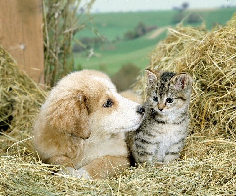 Puppy and Kitten in Hay