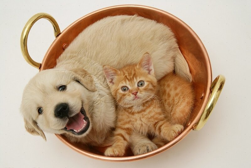 Puppy and Kitten in Pot