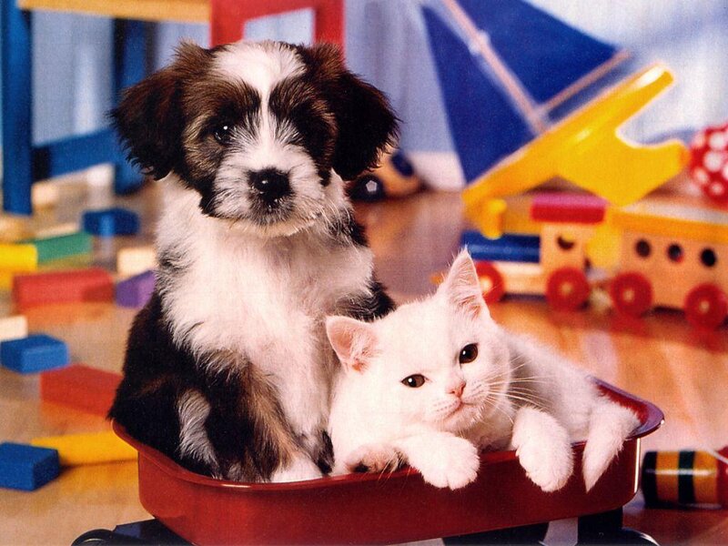 Puppy and Kitten in Wagon