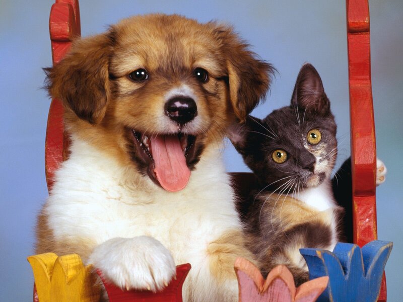 puppy and kitten on chair