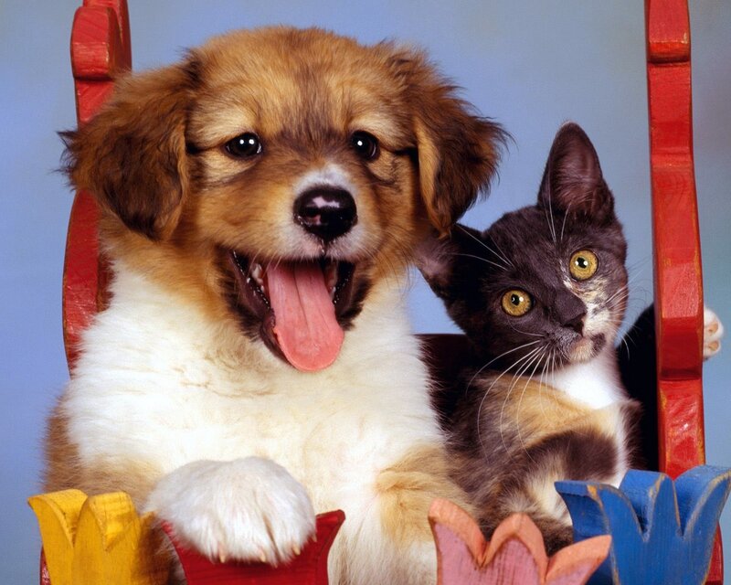 puppy and kitten on chair