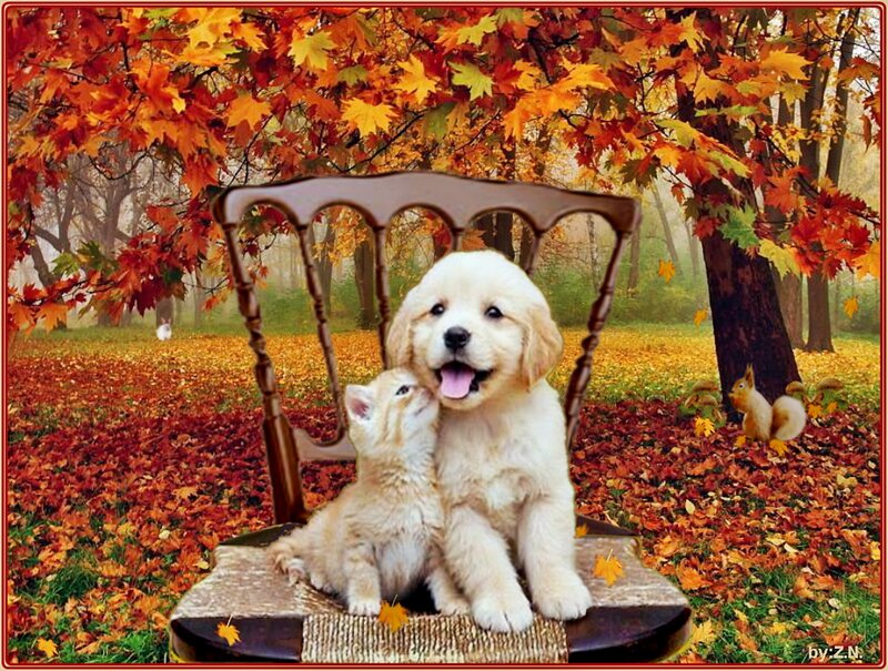 Puppy and Kitten on Chair — Orange