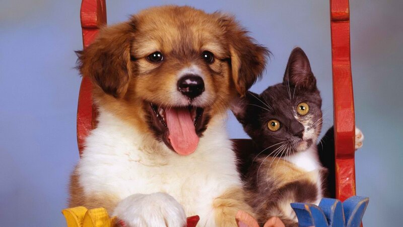 puppy and kitten on chair