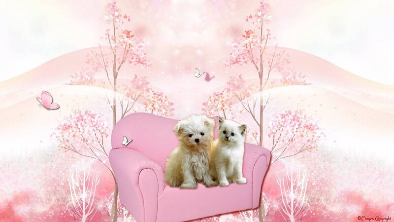 Puppy and Kitten on Couch