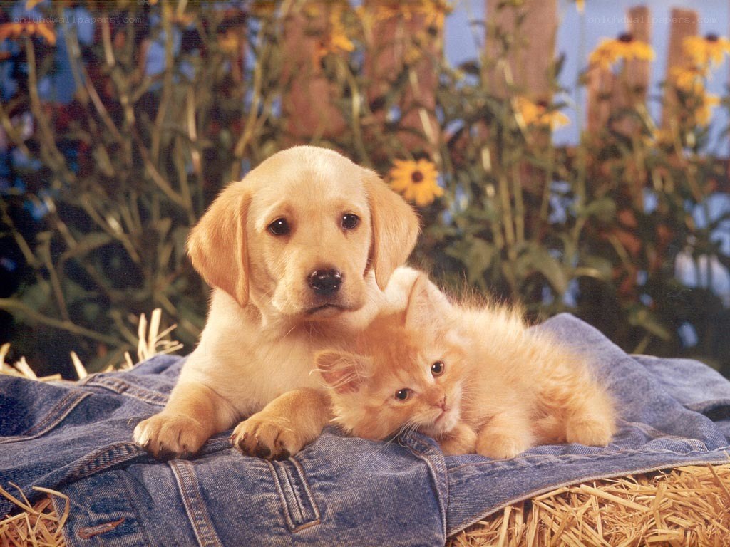 puppy and kitten on denim
