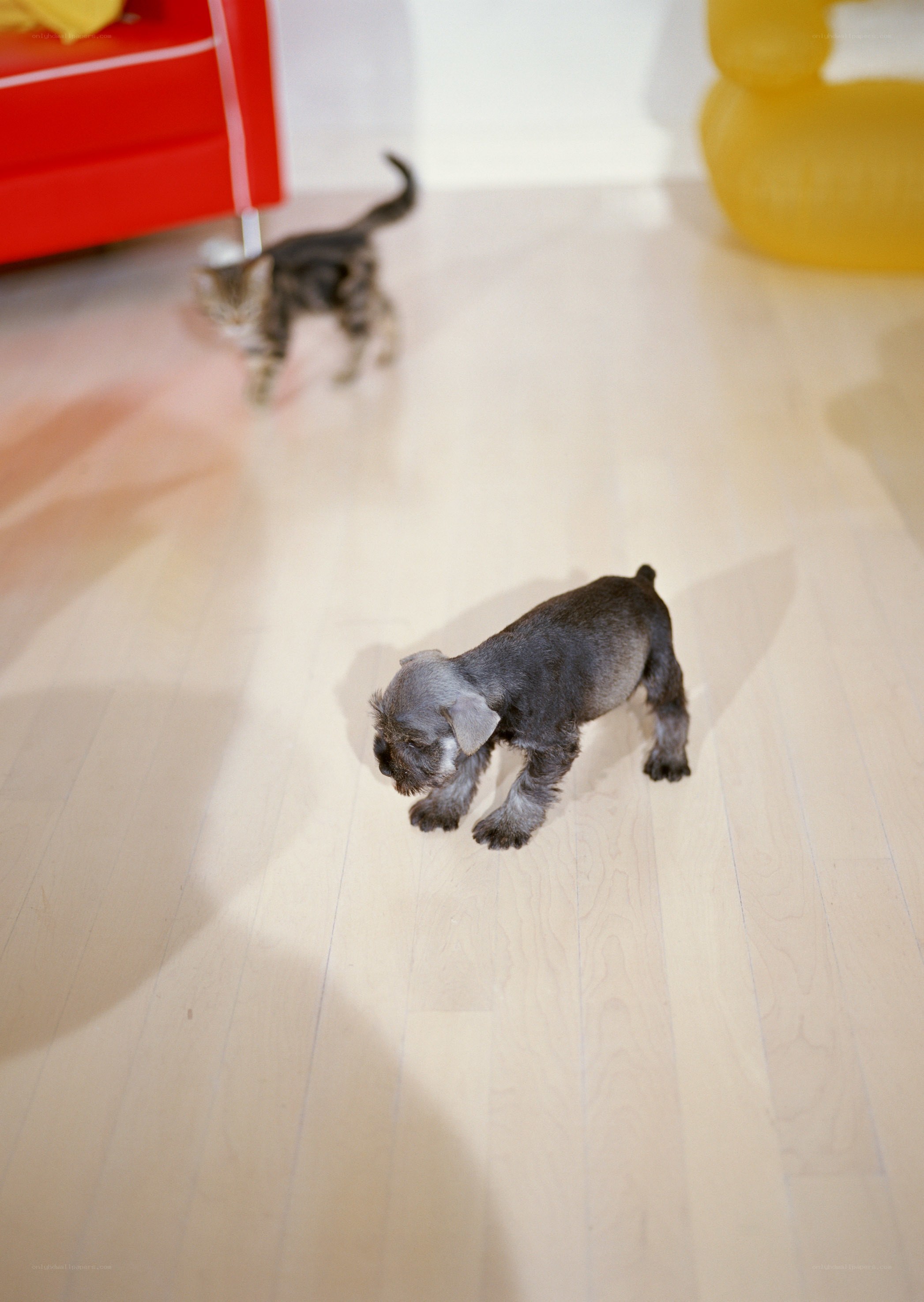 Puppy and kitten on floor