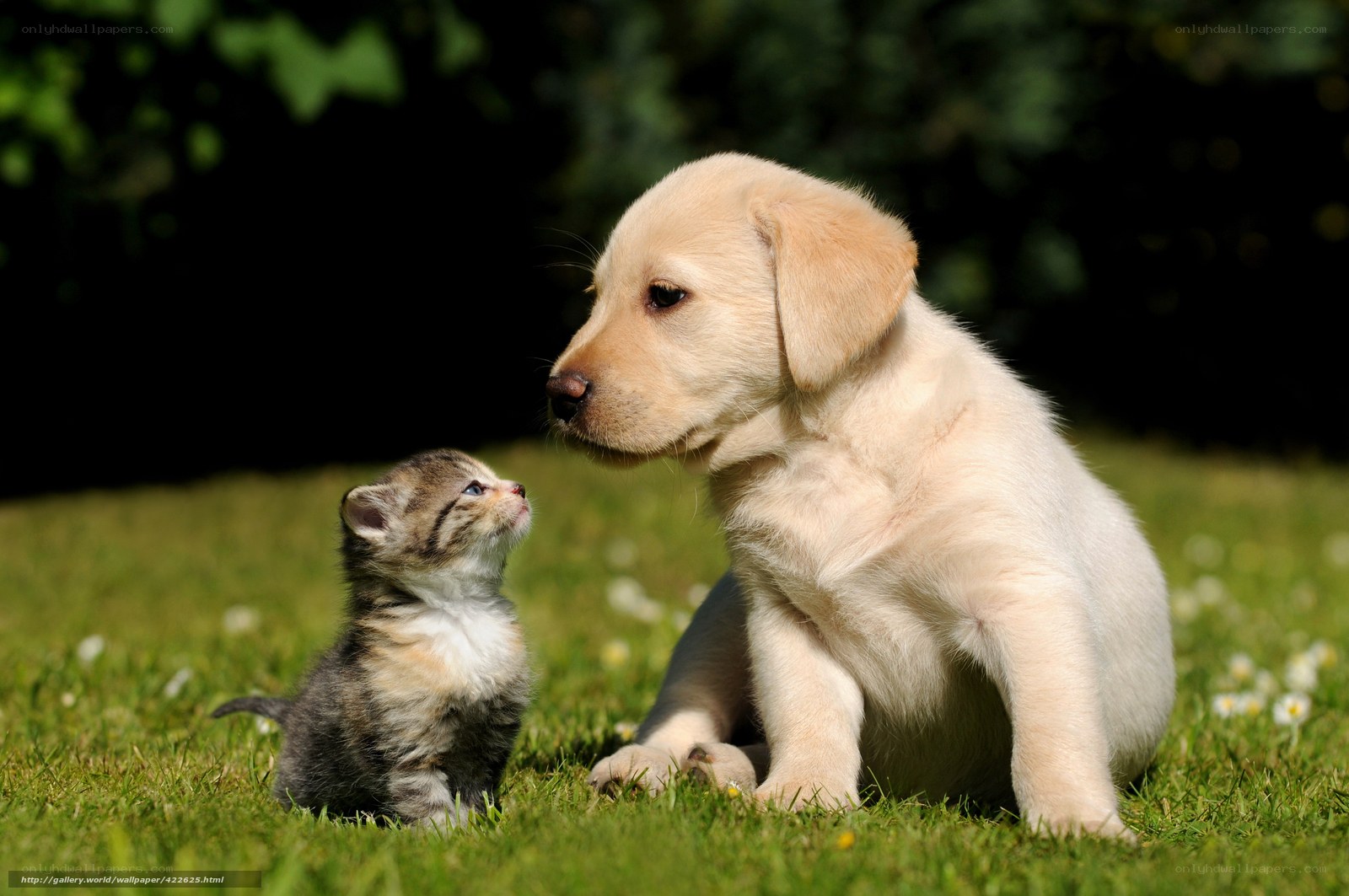 Puppy and kitten on grass