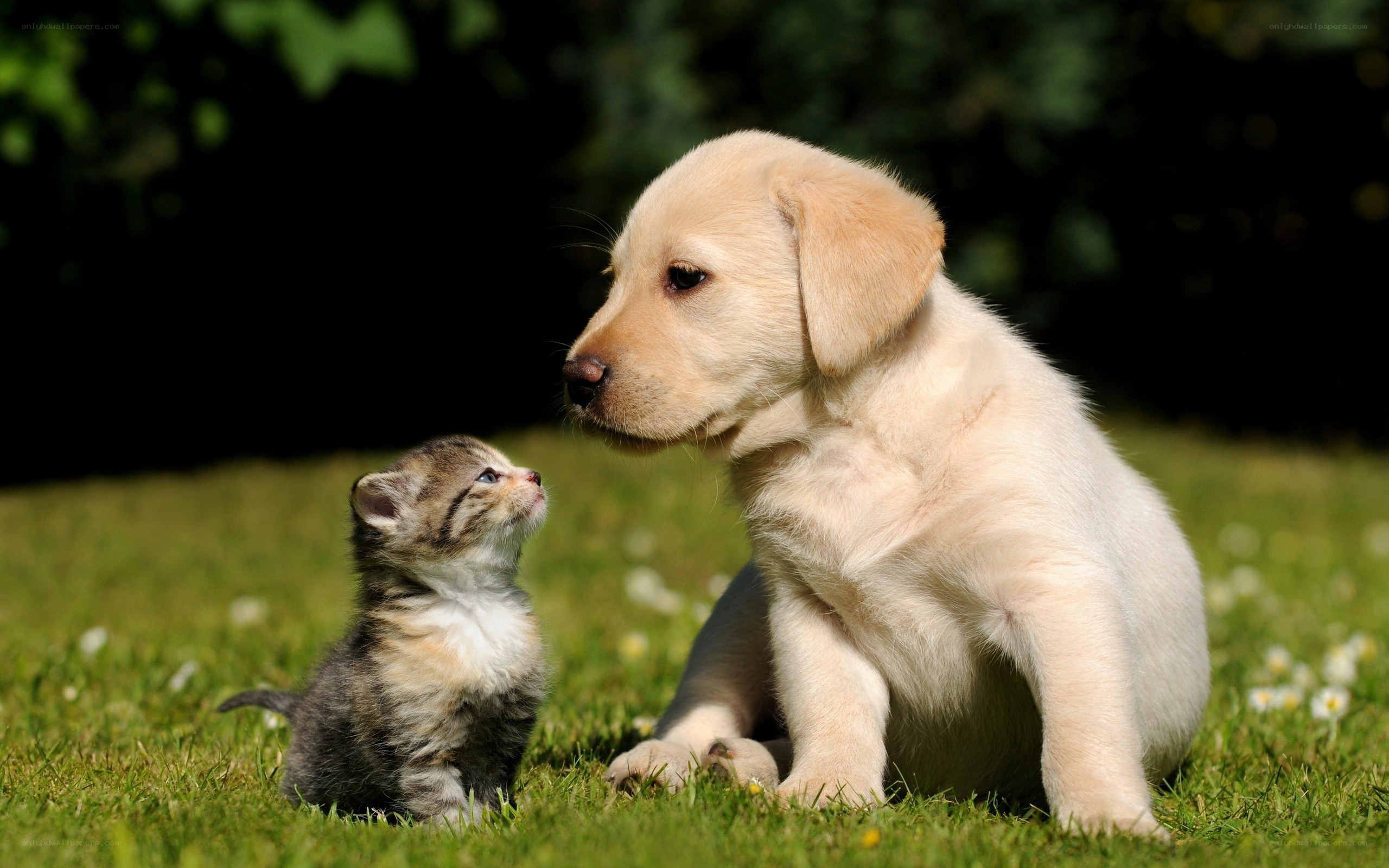 Puppy and kitten on grass