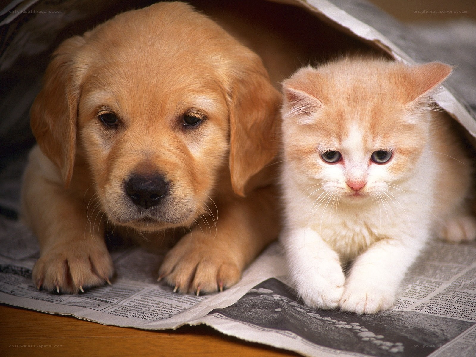 puppy and kitten on newspaper