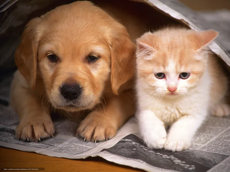 puppy and kitten on newspaper