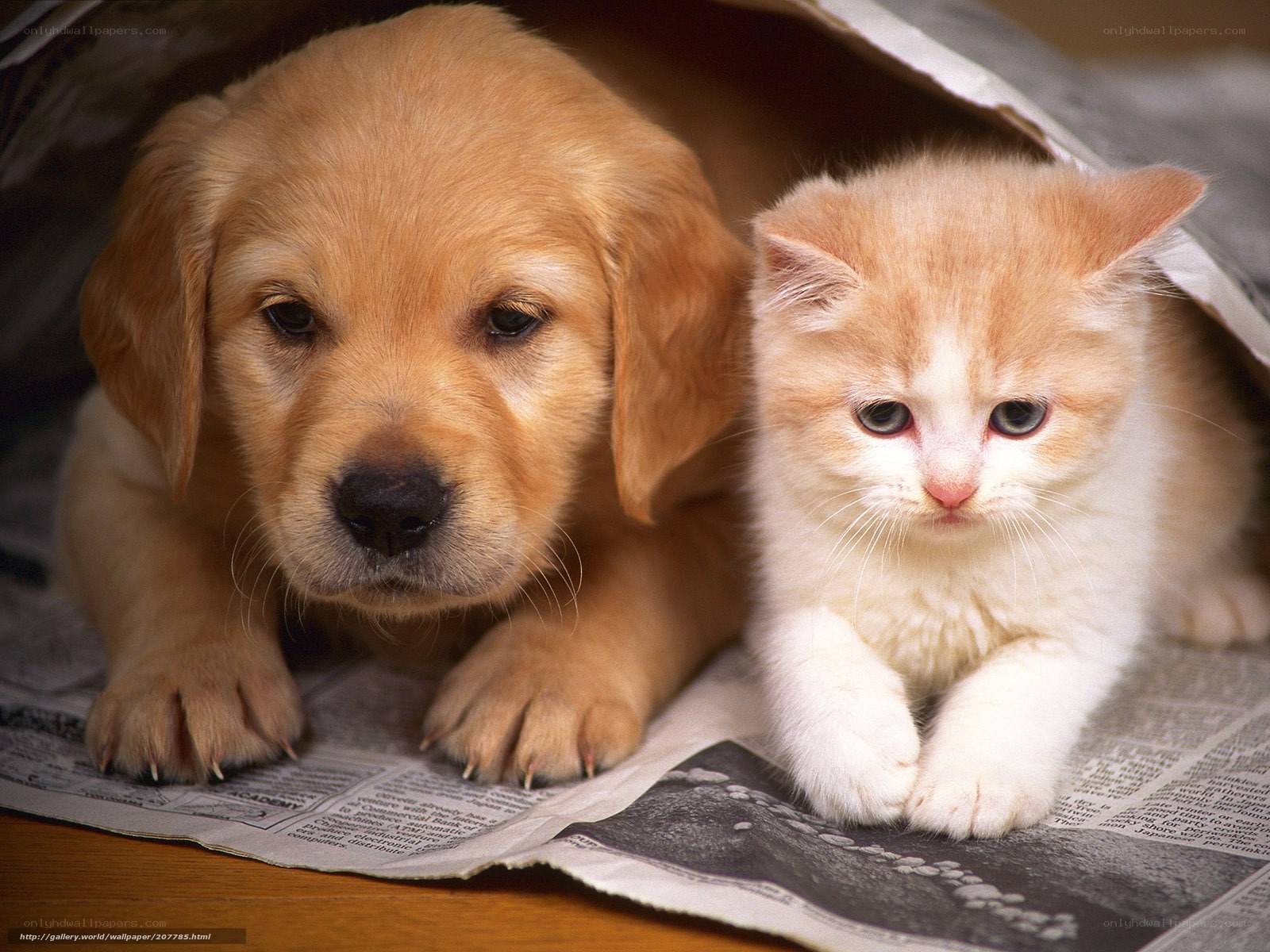 puppy and kitten on newspaper
