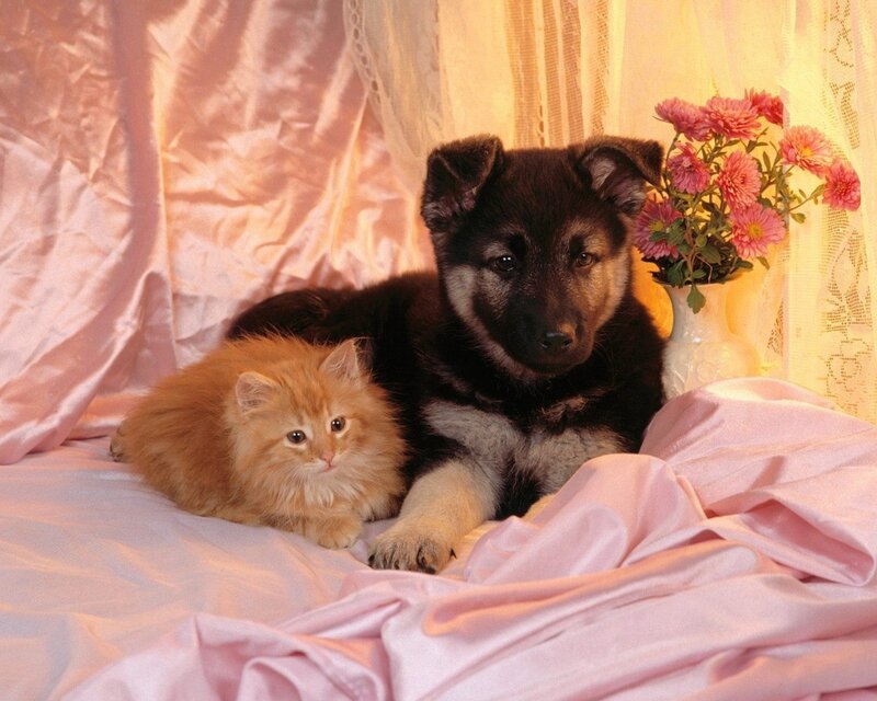 Puppy and kitten on pink fabric