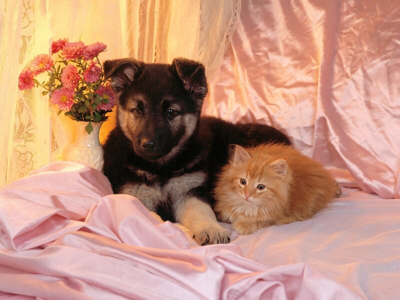 Puppy and kitten on pink fabric