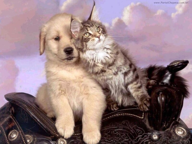 puppy and kitten on saddle