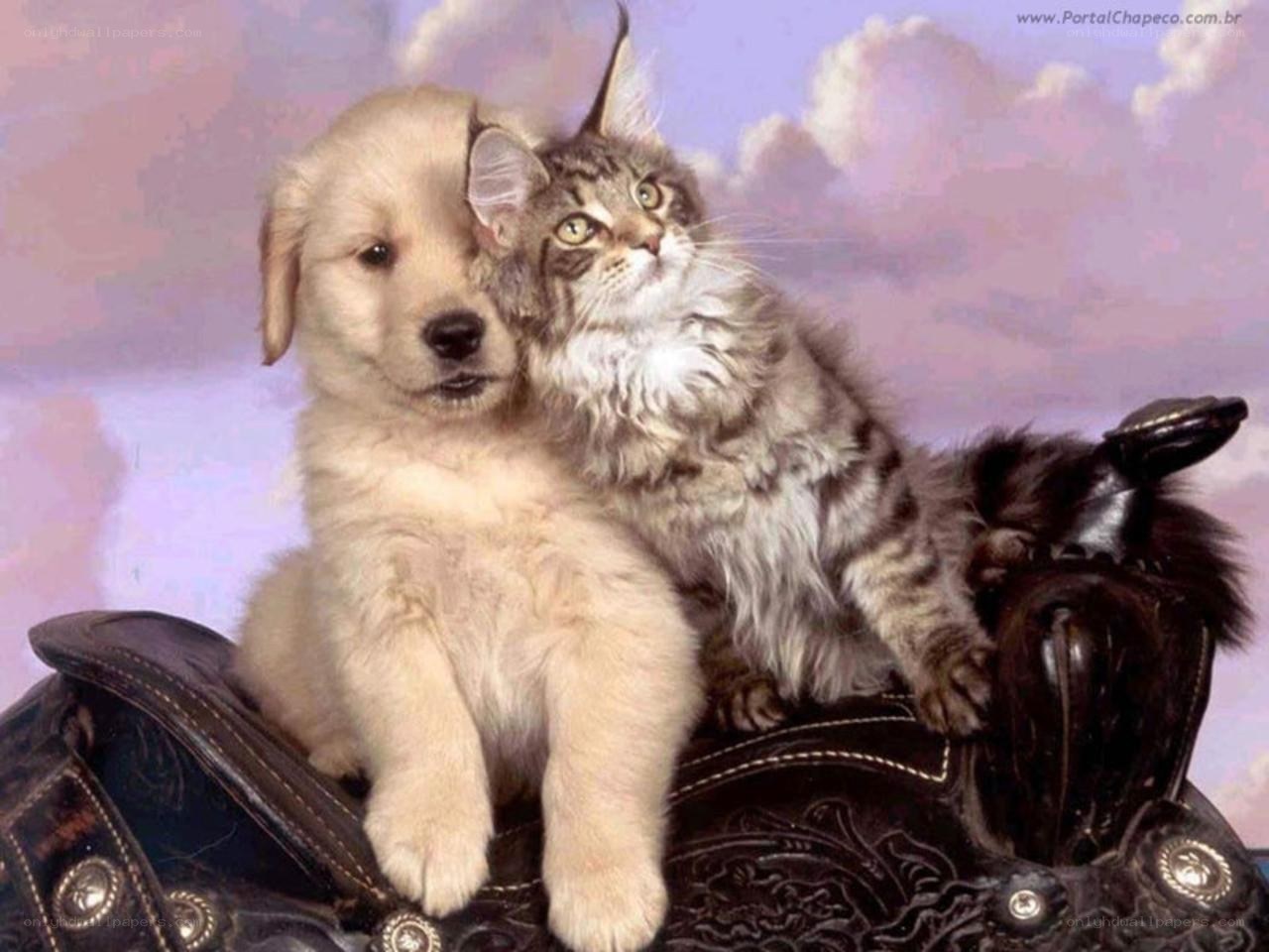 puppy and kitten on saddle
