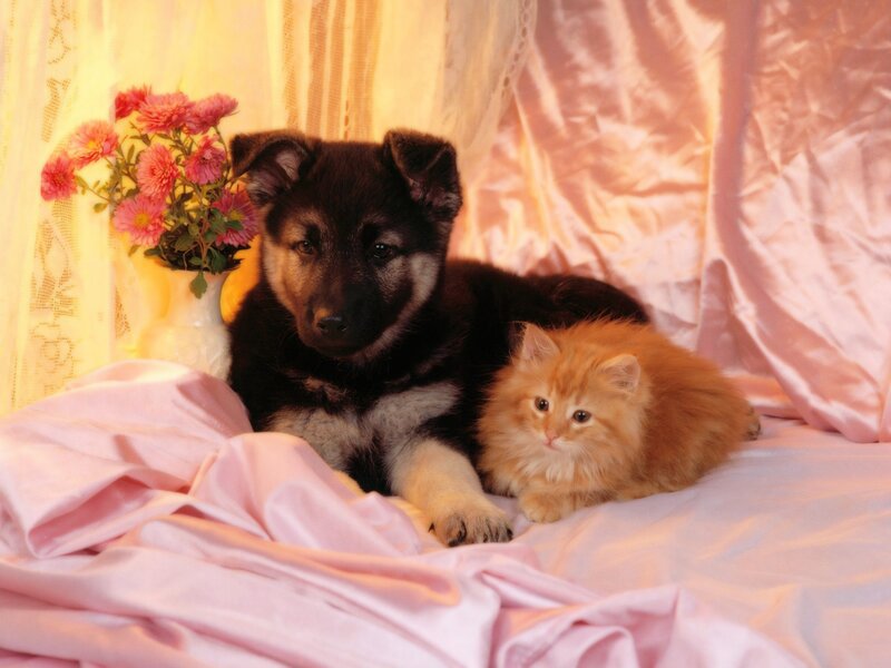 Puppy and Kitten — Pink