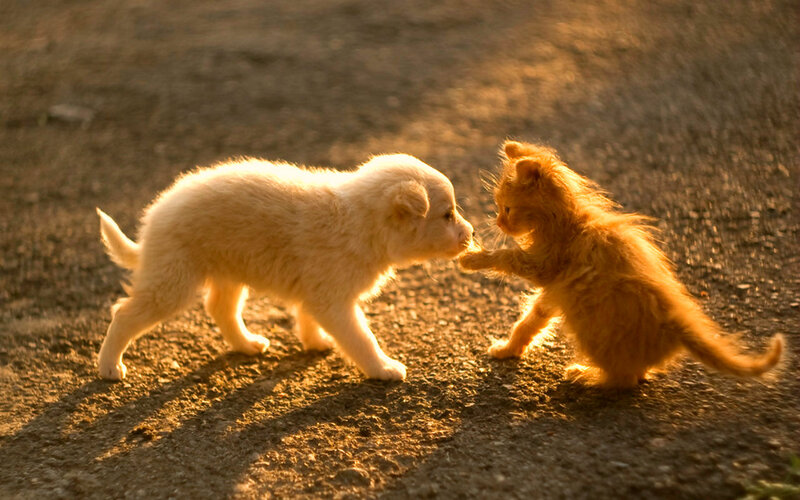 Puppy and Kitten Playing — Brown