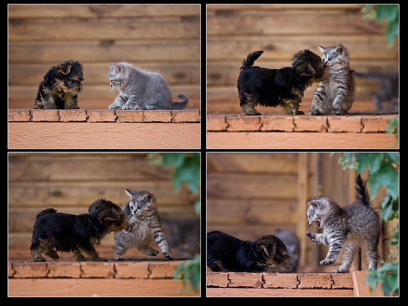 Puppy and Kitten Playing