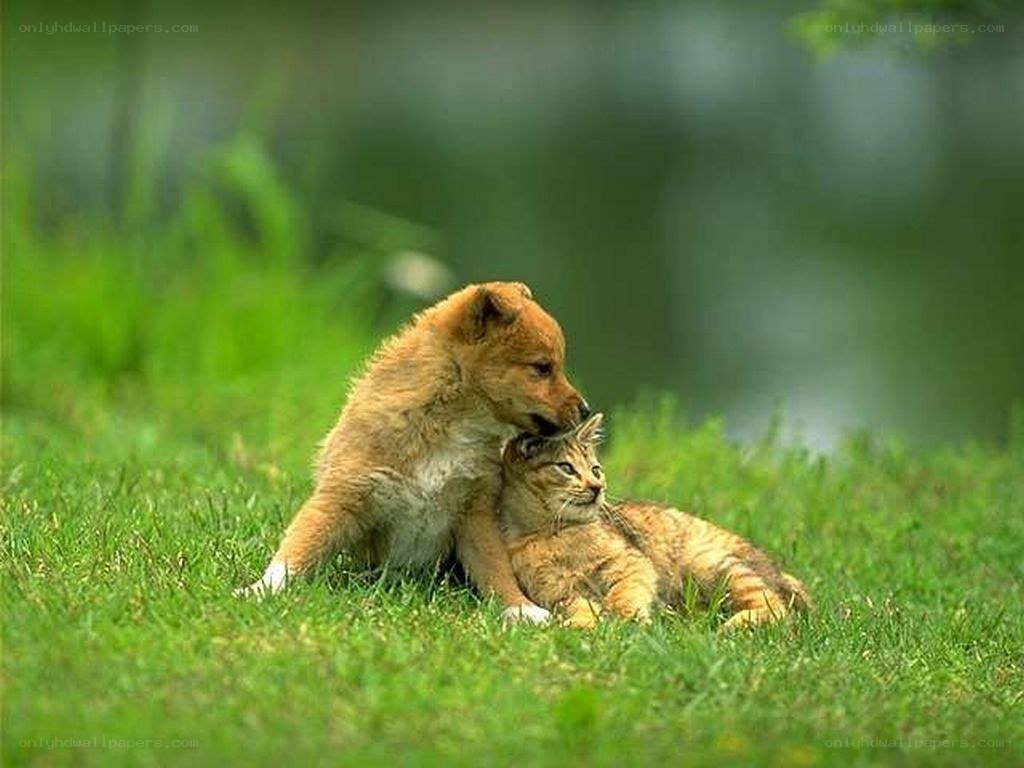 Puppy and kitten playing together