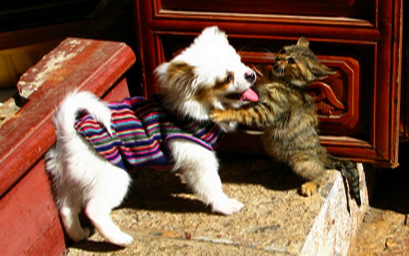 Puppy and Kitten Playing — White