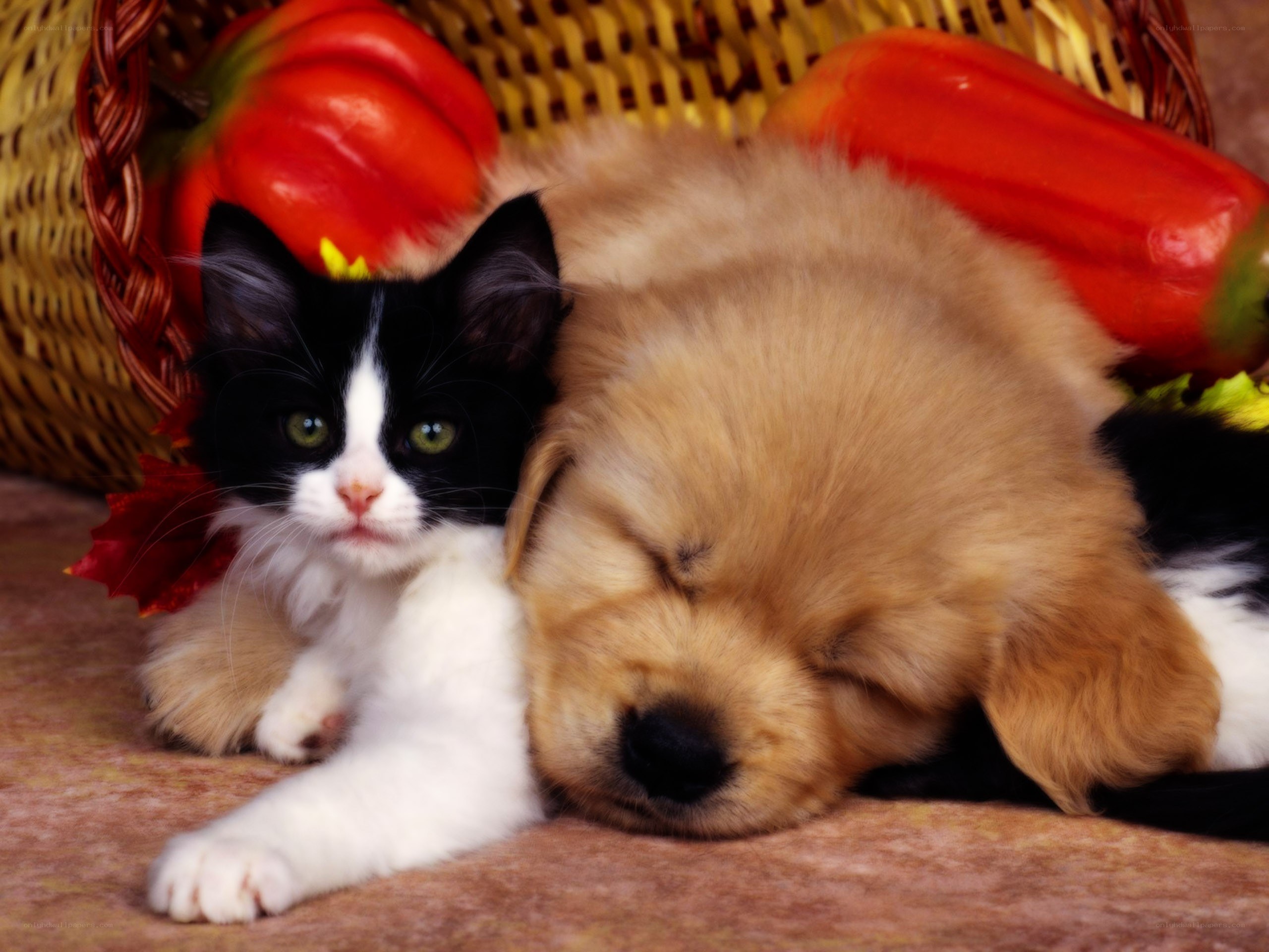 Puppy and kitten resting together