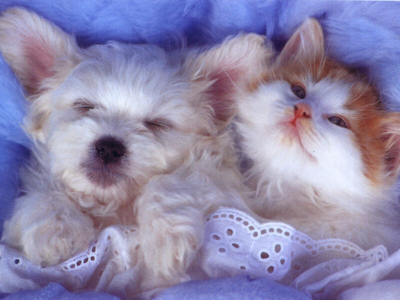 Puppy and Kitten Sleeping — Blue, Peaceful