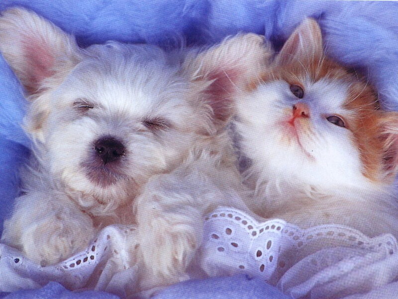 Puppy and Kitten Sleeping — Blue