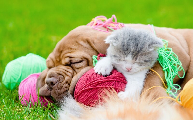Puppy and Kitten Sleeping — Green