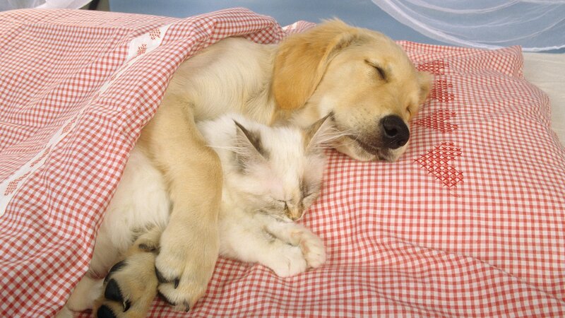 Puppy and Kitten Sleeping — Red, Peaceful, Photograph