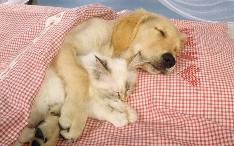 Puppy and Kitten Sleeping — Red, Peaceful
