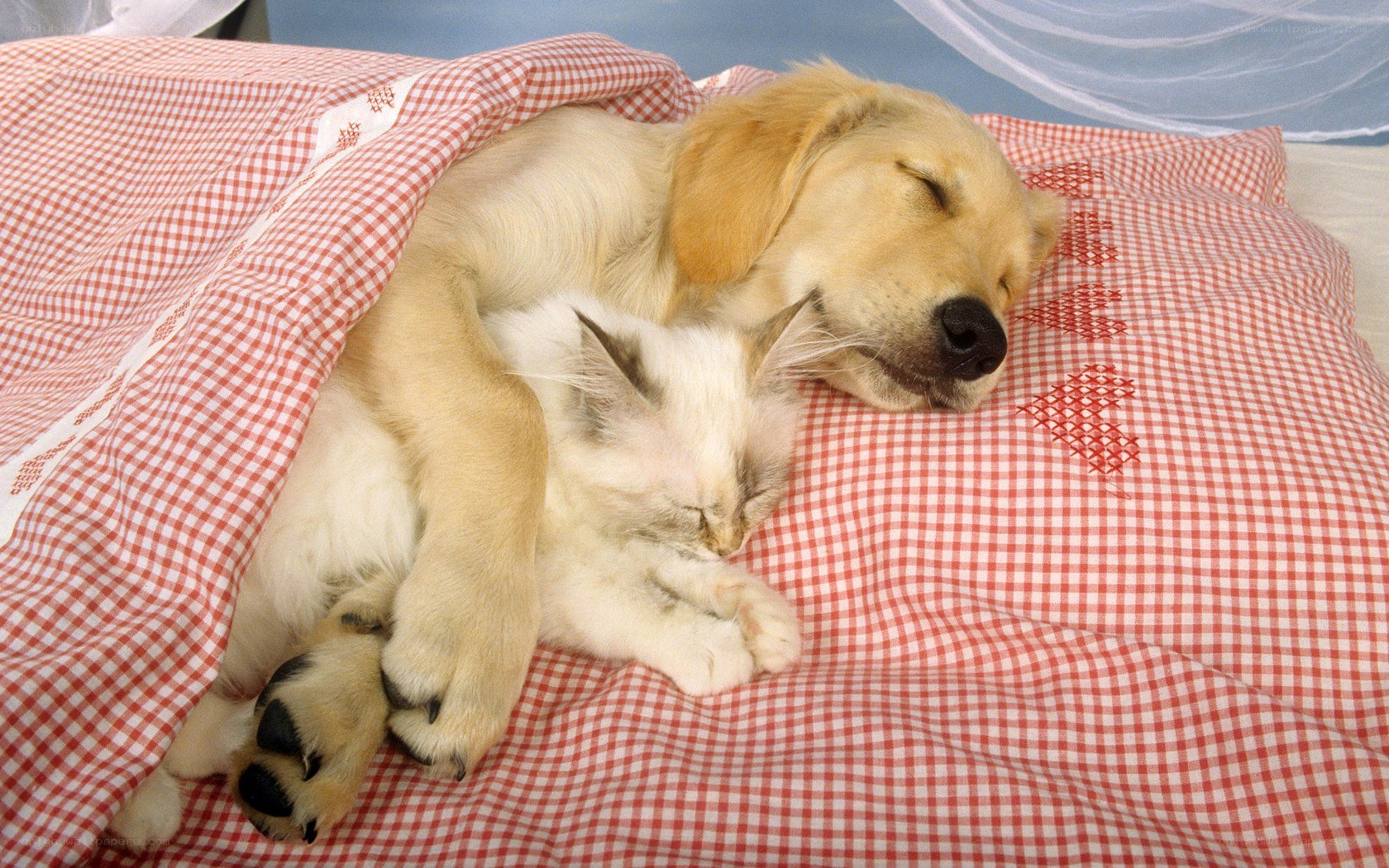 Puppy and kitten sleeping together