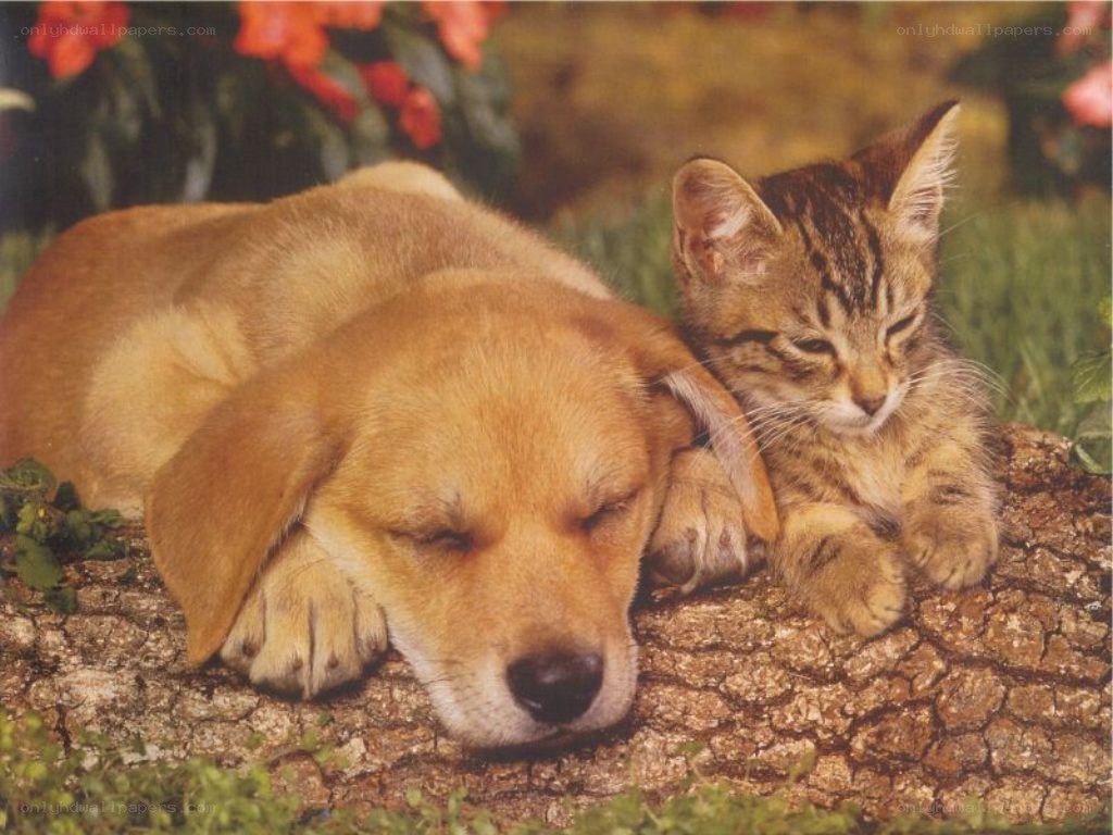 Puppy and kitten sleeping together