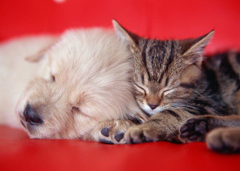 Puppy and kitten sleeping together