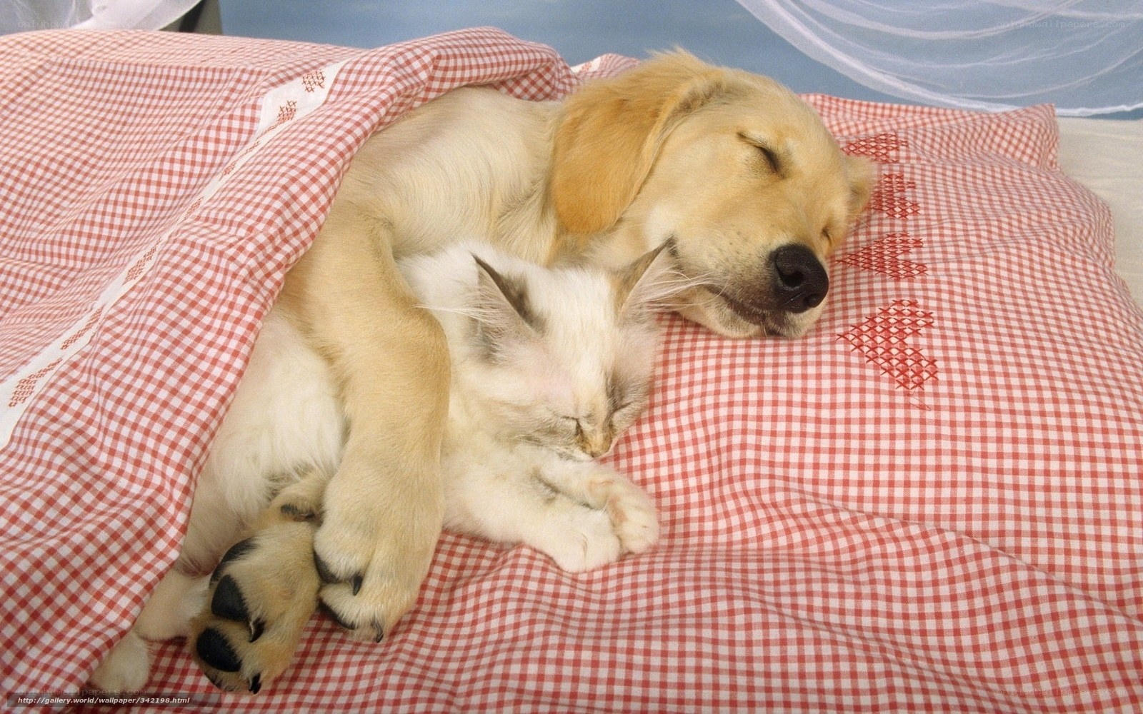 Puppy and kitten sleeping together