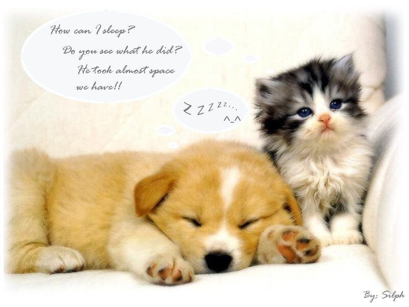 Puppy and Kitten Sleeping — White, Peaceful, Photograph
