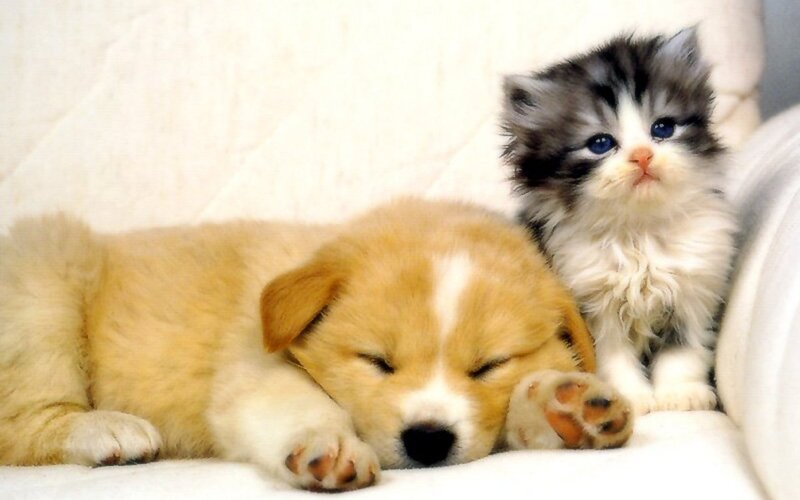 Puppy and Kitten Sleeping — White, Peaceful