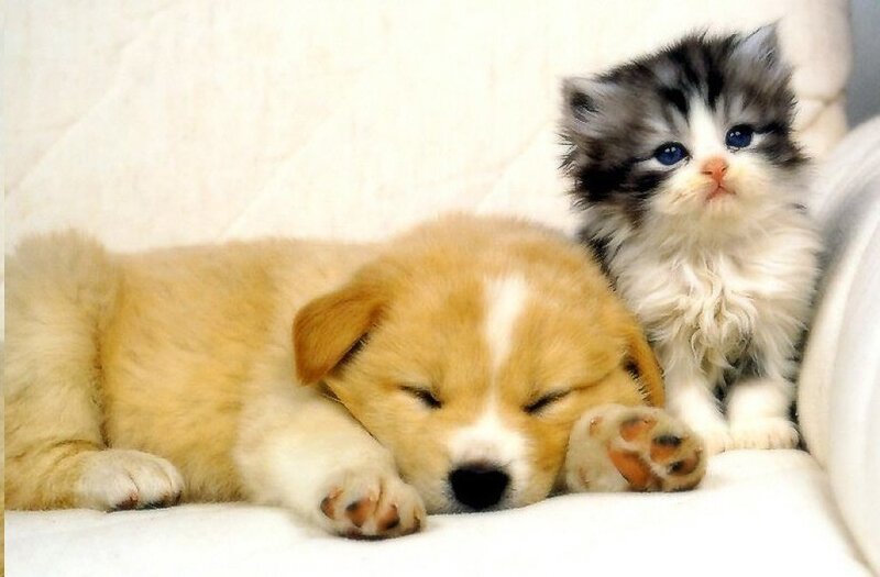 Puppy and Kitten Sleeping — White