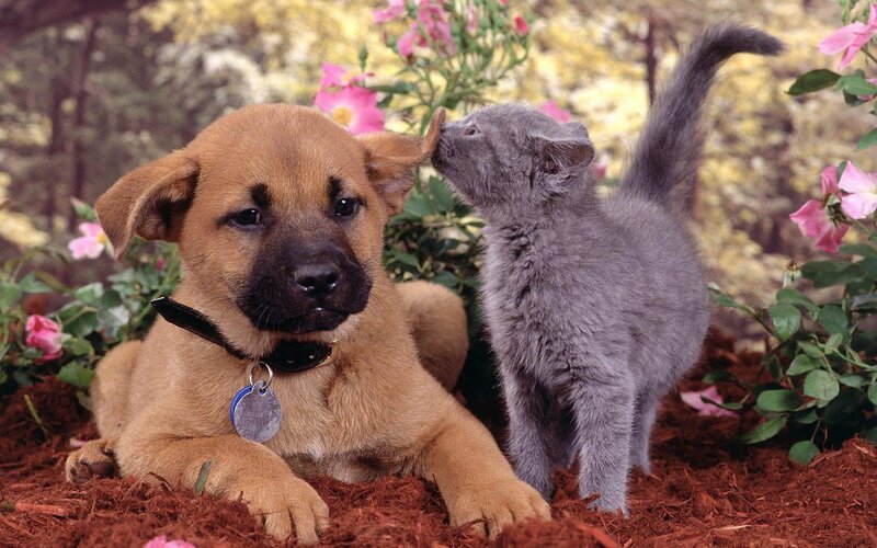 Puppy and Kitten