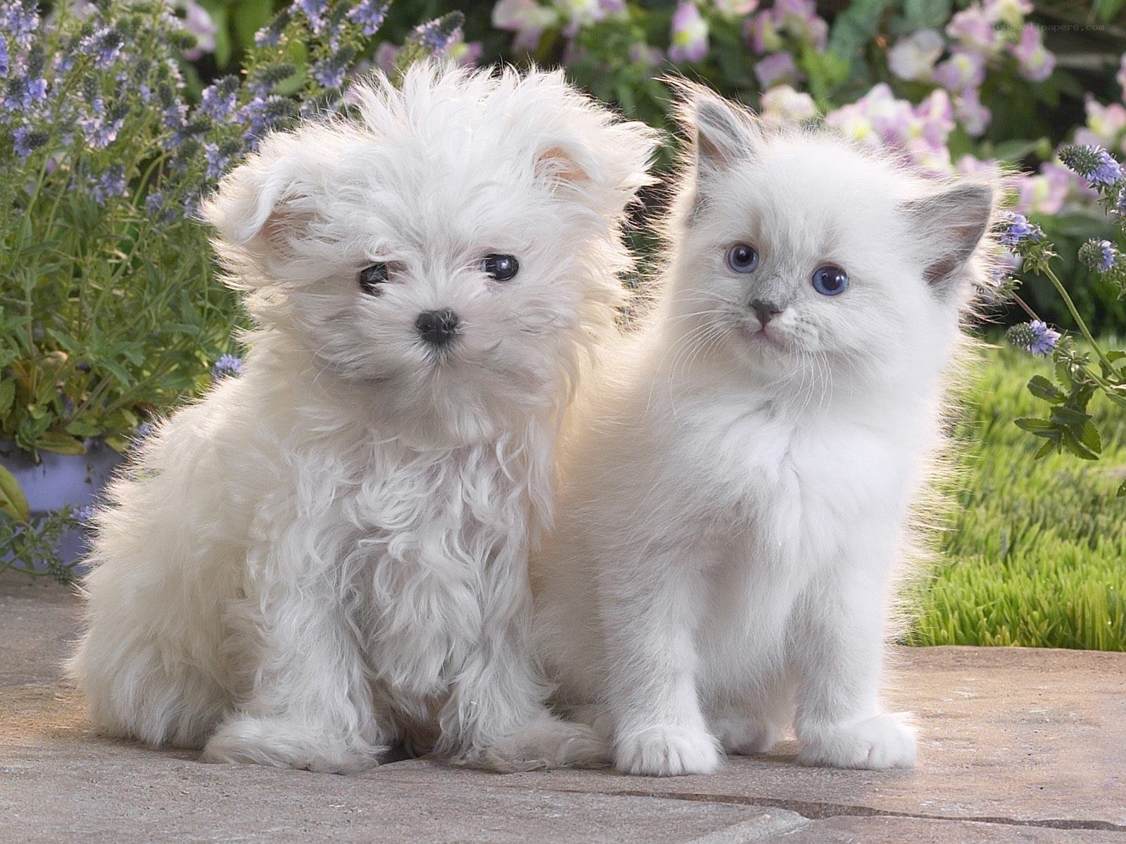 Puppy and kitten together