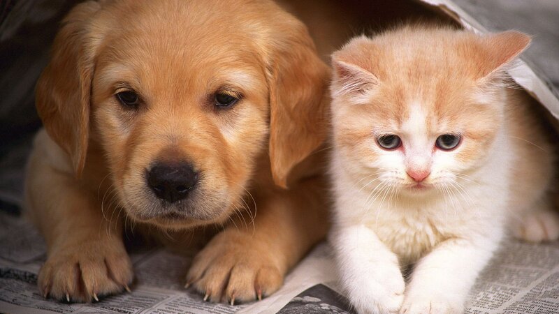 puppy and kitten together