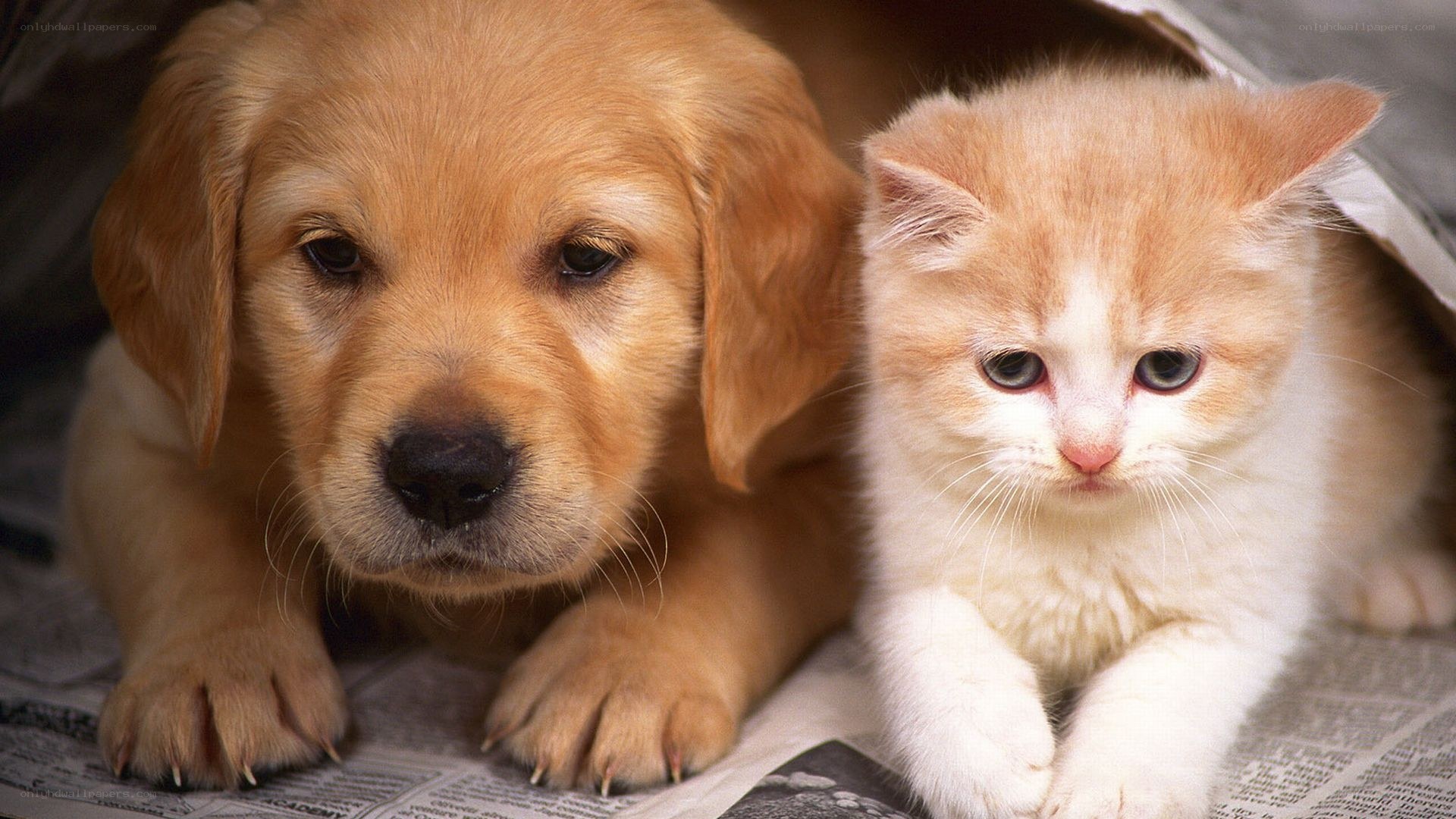 puppy and kitten together