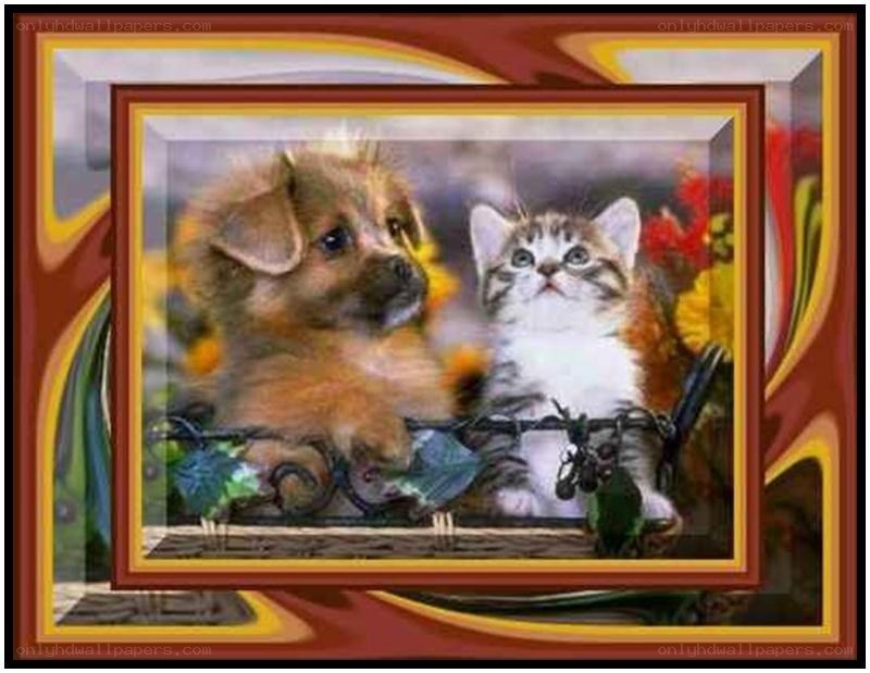 Puppy and kitten together